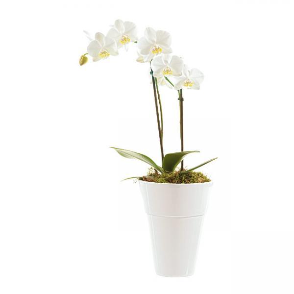 Phalaenopsis Blanca